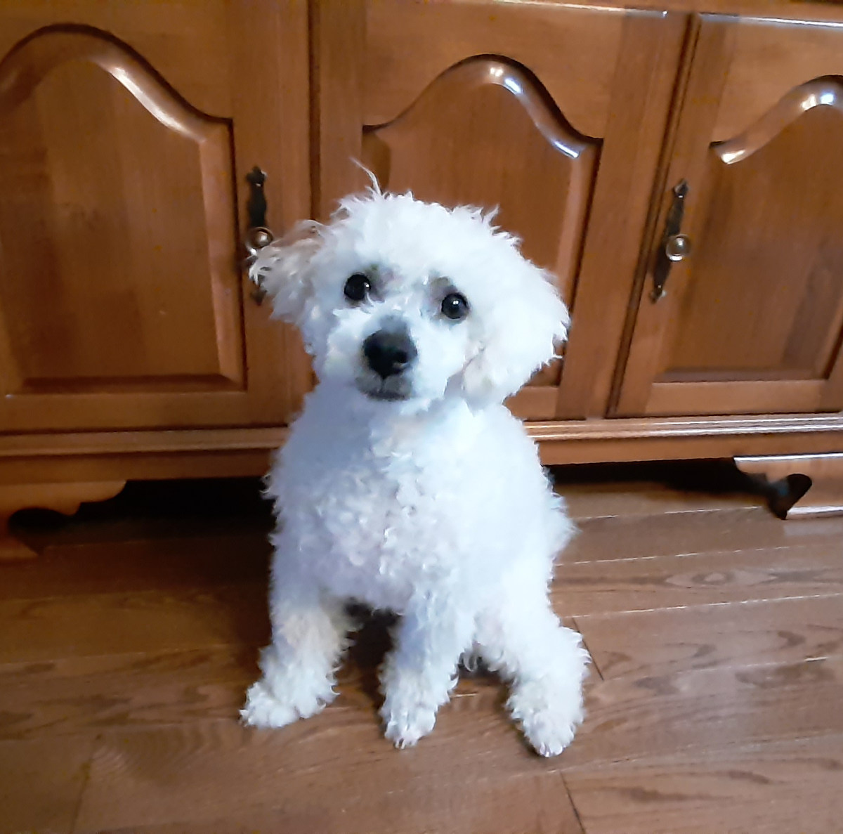 Yogi, Bichon Therapy Dog